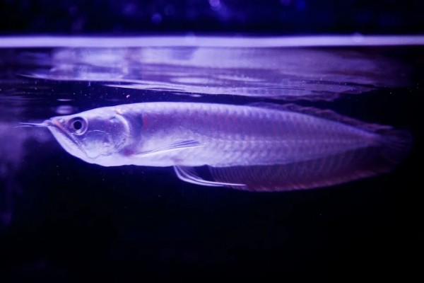 家里适合养银龙鱼吗,家里适合饲养银龙鱼