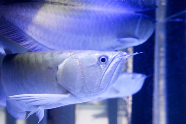 家里适合养银龙鱼吗,家里适合饲养银龙鱼