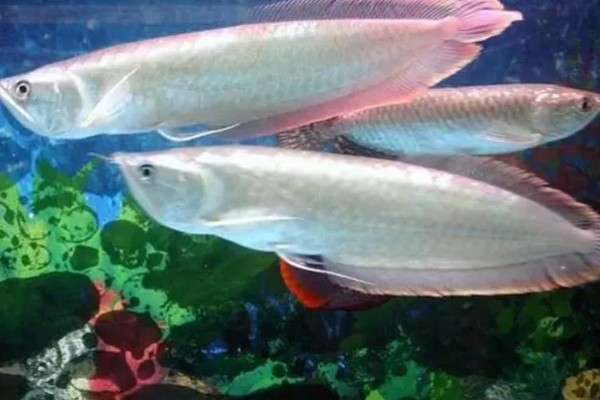 家里适合养银龙鱼吗,家里适合饲养银龙鱼