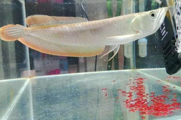 家里适合养银龙鱼吗,家里适合饲养银龙鱼