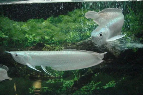 家里适合养银龙鱼吗,家里适合饲养银龙鱼