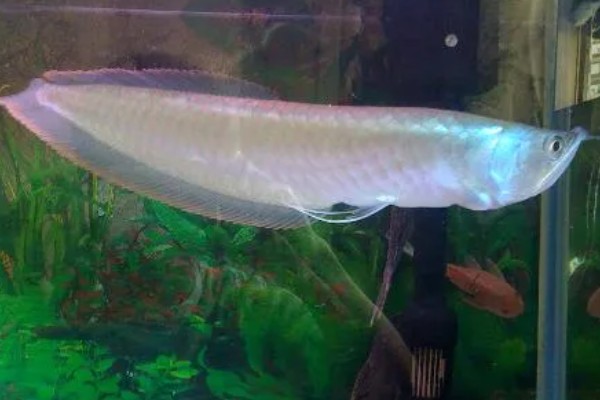 家里适合养银龙鱼吗,家里适合饲养银龙鱼