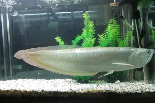 家里适合养银龙鱼吗,家里适合饲养银龙鱼