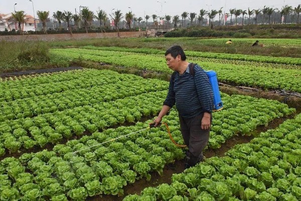 白菜软腐病怎么防治,发病初期喷施农用链霉素