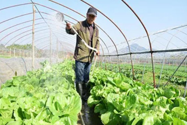 白菜软腐病怎么防治,发病初期喷施农用链霉素