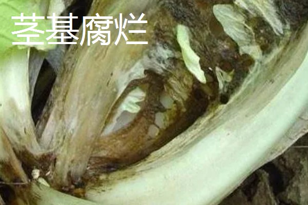 白菜软腐病怎么防治,发病初期喷施农用链霉素