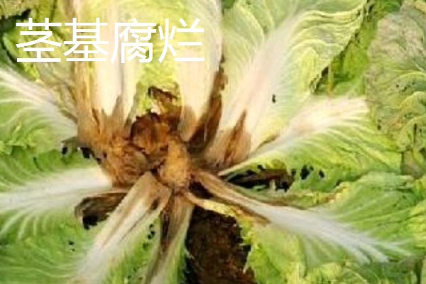 白菜软腐病怎么防治,发病初期喷施农用链霉素
