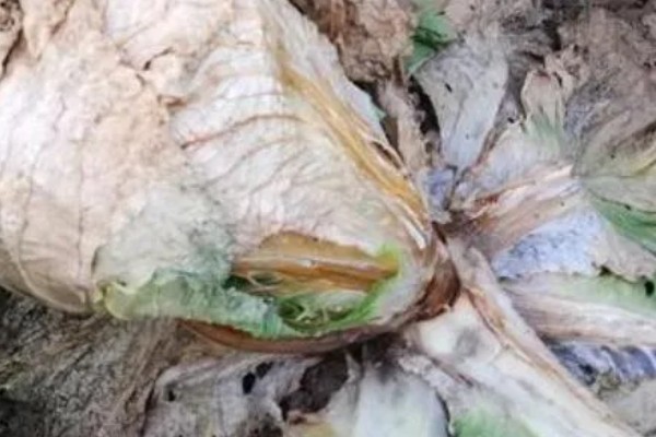 白菜软腐病怎么防治,发病初期喷施农用链霉素