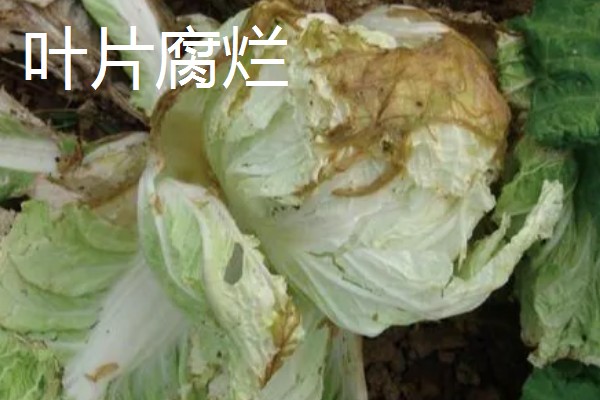 白菜软腐病怎么防治,发病初期喷施农用链霉素