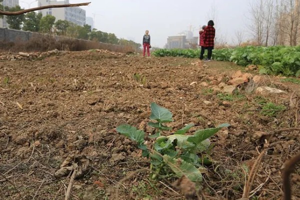 白菜软腐病怎么防治,发病初期喷施农用链霉素