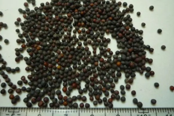 白菜软腐病怎么防治,发病初期喷施农用链霉素