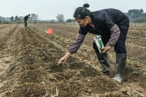 玉米播种深度10厘米能不能出苗,播种过深会导致幼苗无法出土