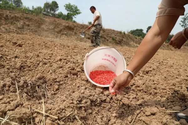 玉米播种深度10厘米能不能出苗,播种过深会导致幼苗无法出土
