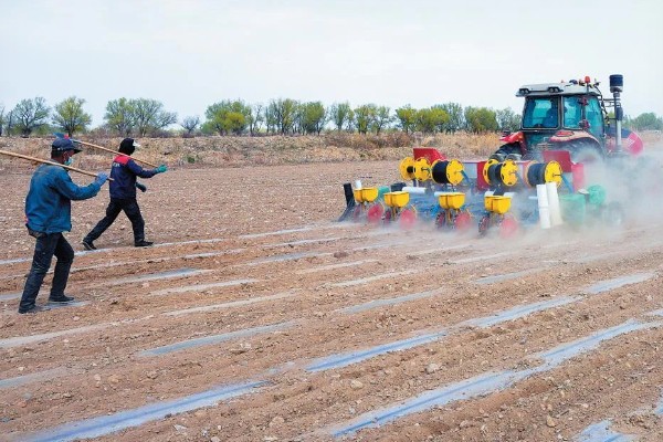 玉米播种深度10厘米能不能出苗,播种过深会导致幼苗无法出土