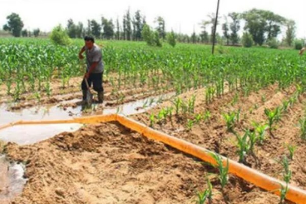 玉米播种深度10厘米能不能出苗,播种过深会导致幼苗无法出土