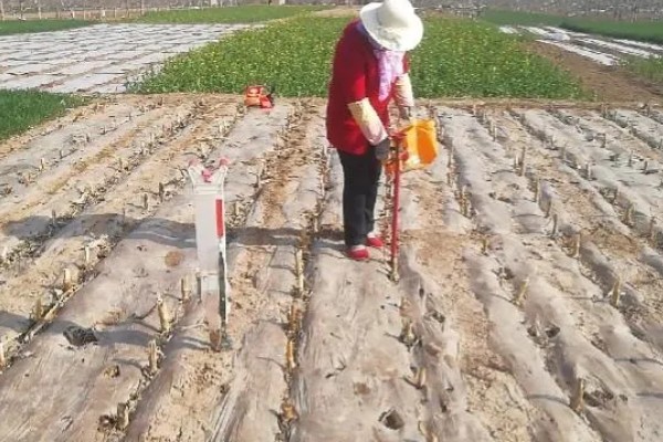 玉米播种深度10厘米能不能出苗,播种过深会导致幼苗无法出土