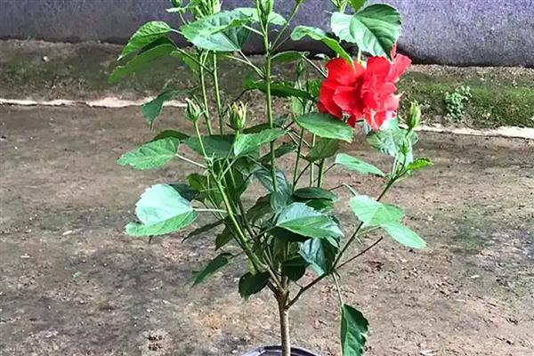 桑叶牡丹怎样剪枝,现花苞时摘苞抹芽