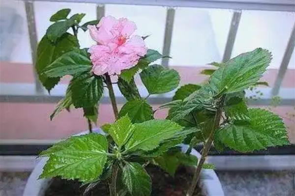 桑叶牡丹怎样剪枝,现花苞时摘苞抹芽