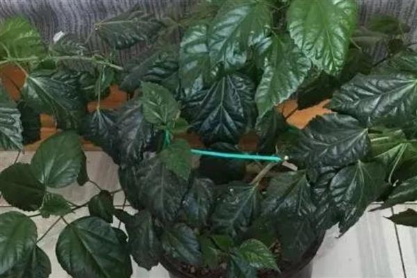 桑叶牡丹怎样剪枝,现花苞时摘苞抹芽