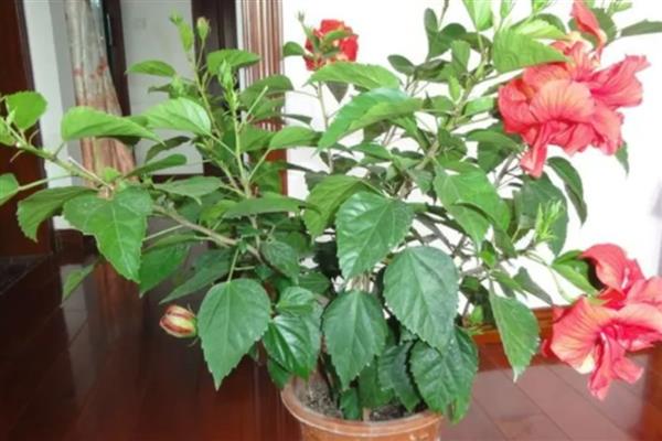 桑叶牡丹怎样剪枝,现花苞时摘苞抹芽