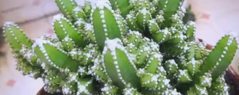 万重山怎么养殖，气温低于5℃前需移至室内养护