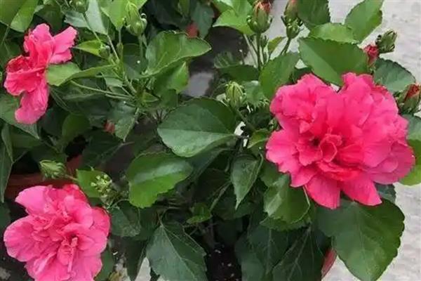 桑叶牡丹怎样剪枝,现花苞时摘苞抹芽