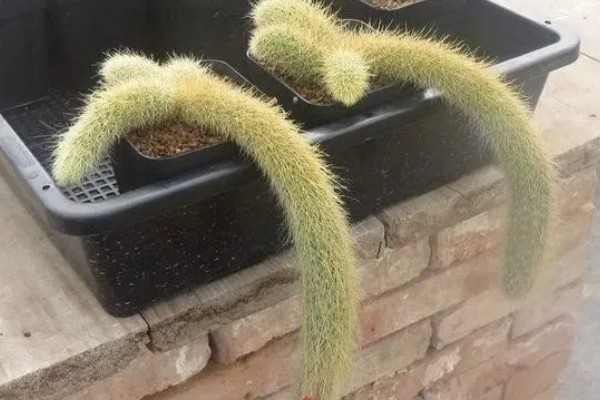 猴尾柱适合用什么土养殖，选择砂质壤土为佳