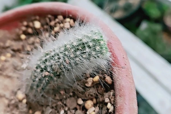 猴尾柱适合用什么土养殖，选择砂质壤土为佳