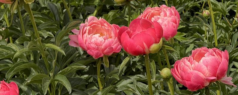 芍药开花所需时间，扦插繁殖经过2年才能开放