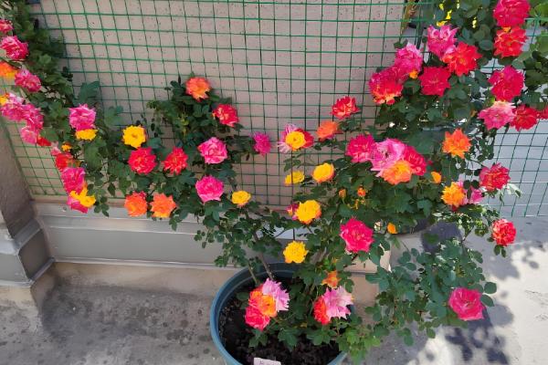 彩虹藤不受欢迎的原因,谢花后过于丑陋