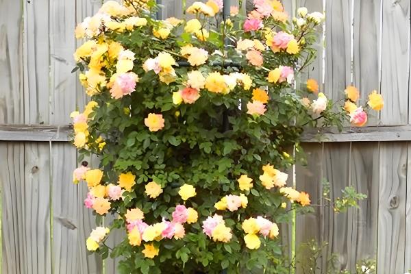 彩虹藤不受欢迎的原因,谢花后过于丑陋