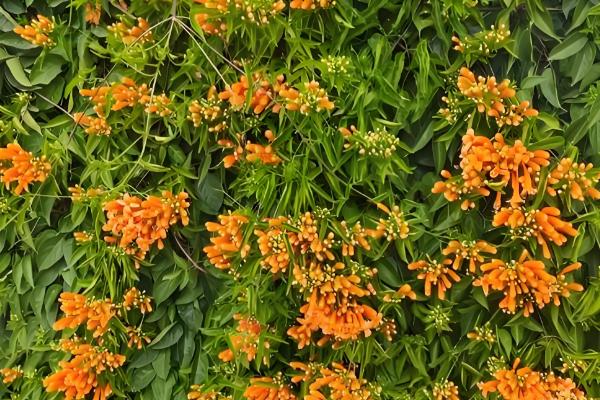 彩虹藤不受欢迎的原因,谢花后过于丑陋