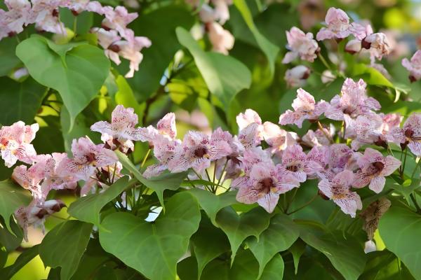 彩虹藤不受欢迎的原因,谢花后过于丑陋