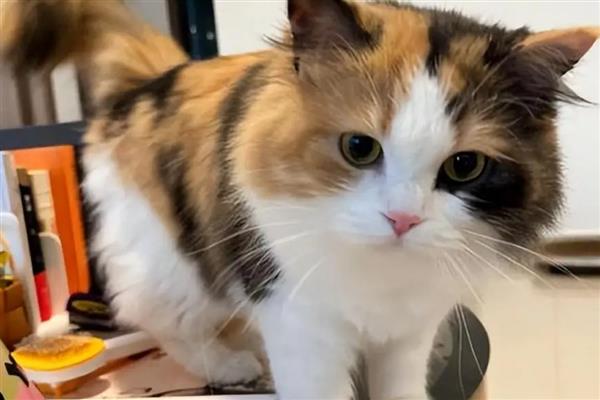 哪些动作说明猫咪已经认主了,愿意让你抚摸它的小肚子