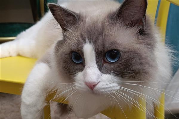 哪些动作说明猫咪已经认主了,愿意让你抚摸它的小肚子