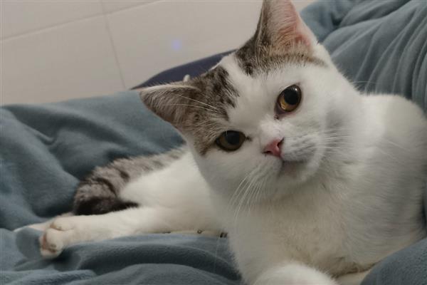 哪些动作说明猫咪已经认主了,愿意让你抚摸它的小肚子