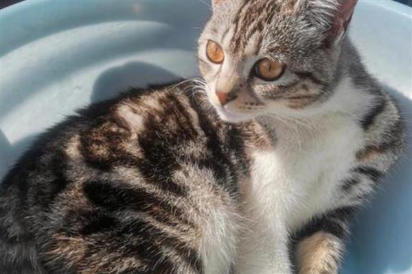 哪些动作说明猫咪已经认主了,愿意让你抚摸它的小肚子