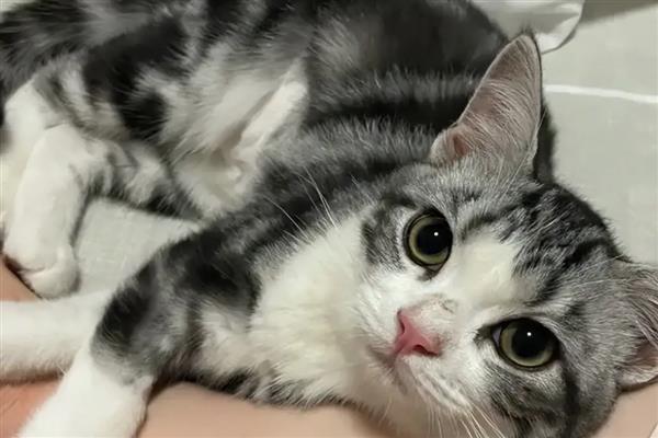 哪些动作说明猫咪已经认主了,愿意让你抚摸它的小肚子