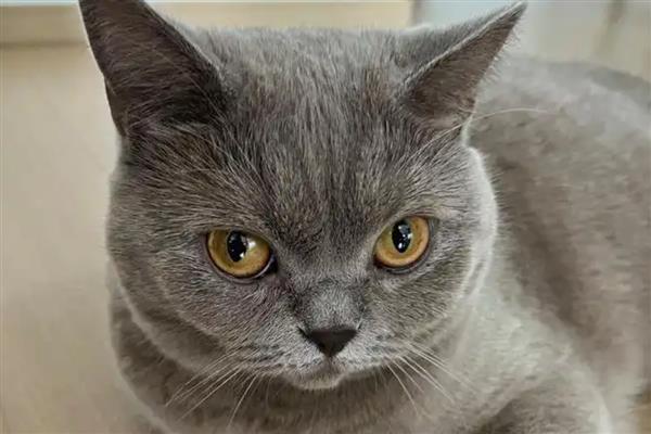 哪些动作说明猫咪已经认主了,愿意让你抚摸它的小肚子