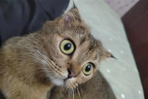 哪些动作说明猫咪已经认主了,愿意让你抚摸它的小肚子