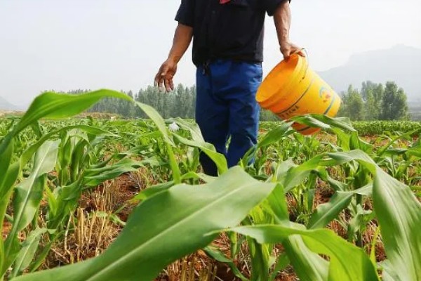 玉米追肥的高产方法，在9-11叶期进行1次追肥