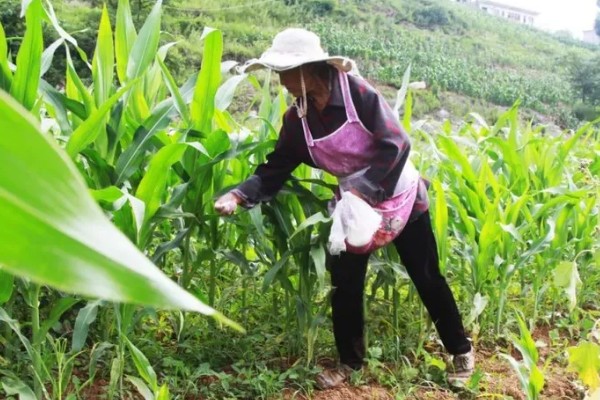 玉米追肥的高产方法，在9-11叶期进行1次追肥