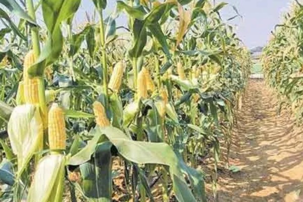 玉米追肥的高产方法，在9-11叶期进行1次追肥