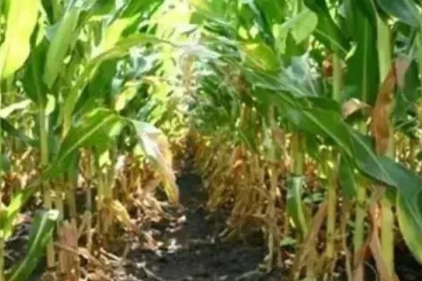 玉米追肥的高产方法，在9-11叶期进行1次追肥