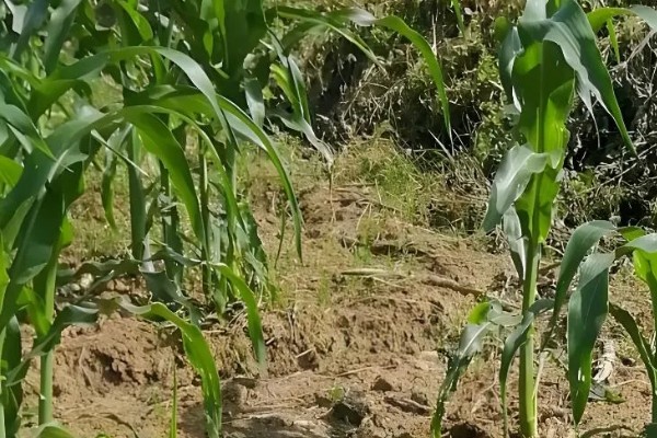 玉米追肥的高产方法，在9-11叶期进行1次追肥