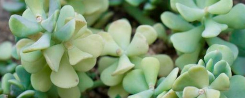 特玉莲的浇水方法，秋季每隔3-5天浇一次