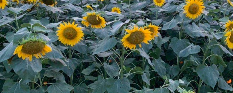 矮向日葵要打顶吗，要打顶