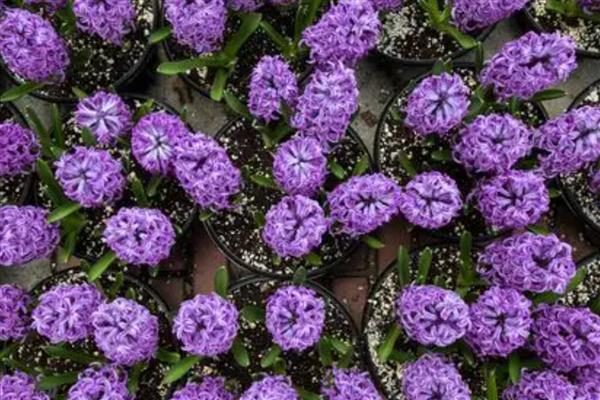 紫色风信子的花语，寓意悲伤、嫉妒等