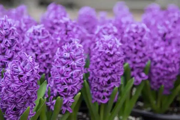 紫色风信子的花语，寓意悲伤、嫉妒等