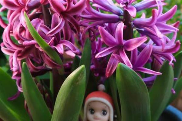 紫色风信子的花语，寓意悲伤、嫉妒等